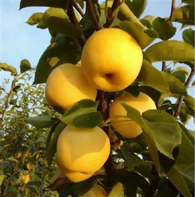 Сочная груша