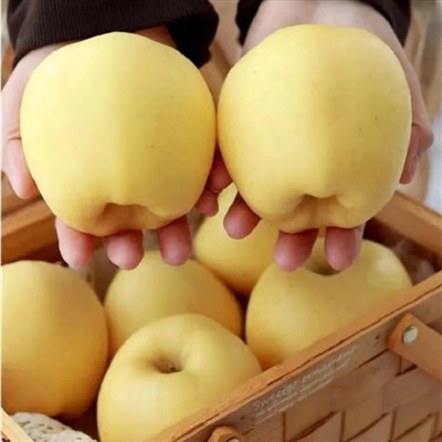 Кинсей Яблоко