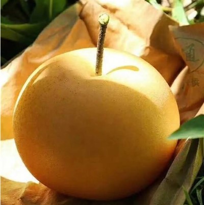 Круглая сахарная груша