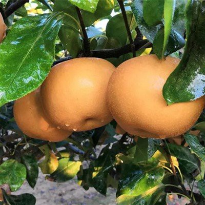 Песчаная груша